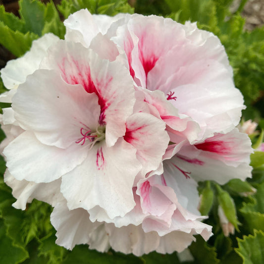 Pink Pollyanna
