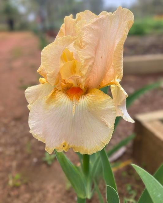 SAMURAI SILK RHIZOME
