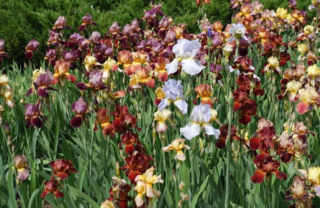 MYSTERY BAG 10 BEARDED IRIS