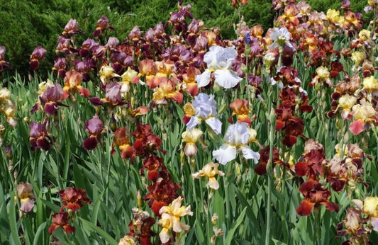 MYSTERY BAG 10 BEARDED IRIS